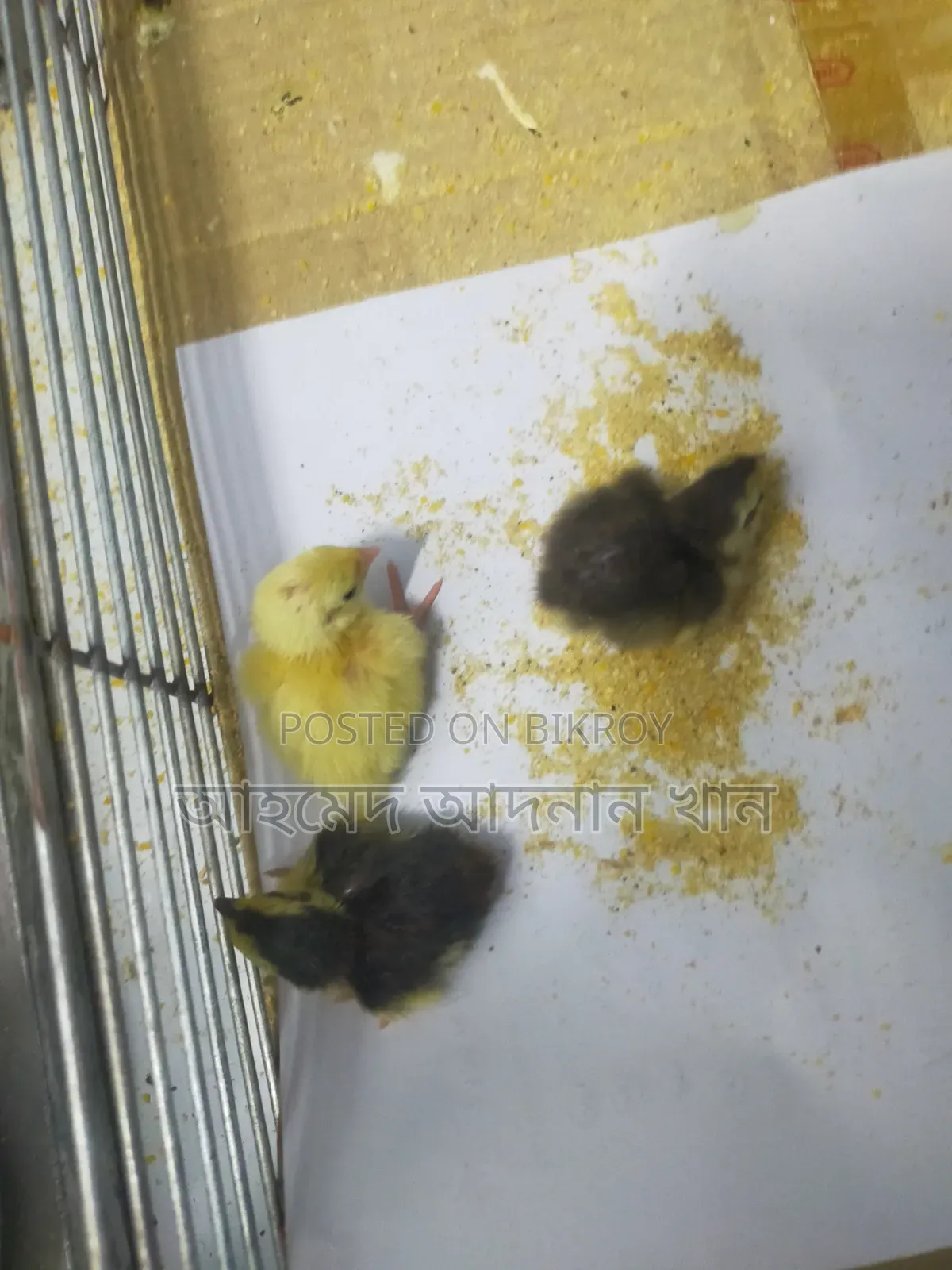 European White Giant Quail Hatching Eggs and Birds for Sale