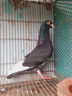 Pet bird for sale