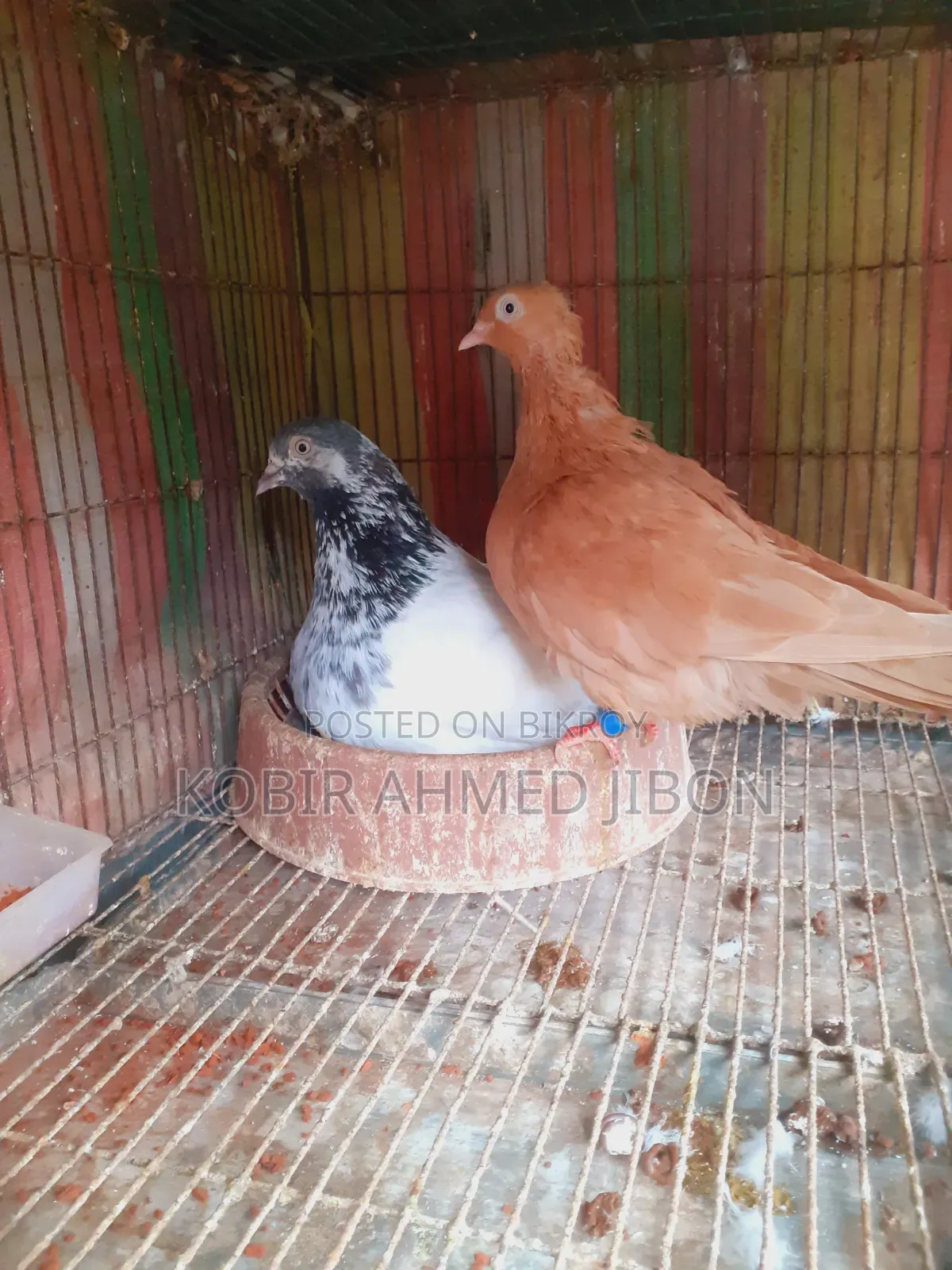 Pet bird for sale