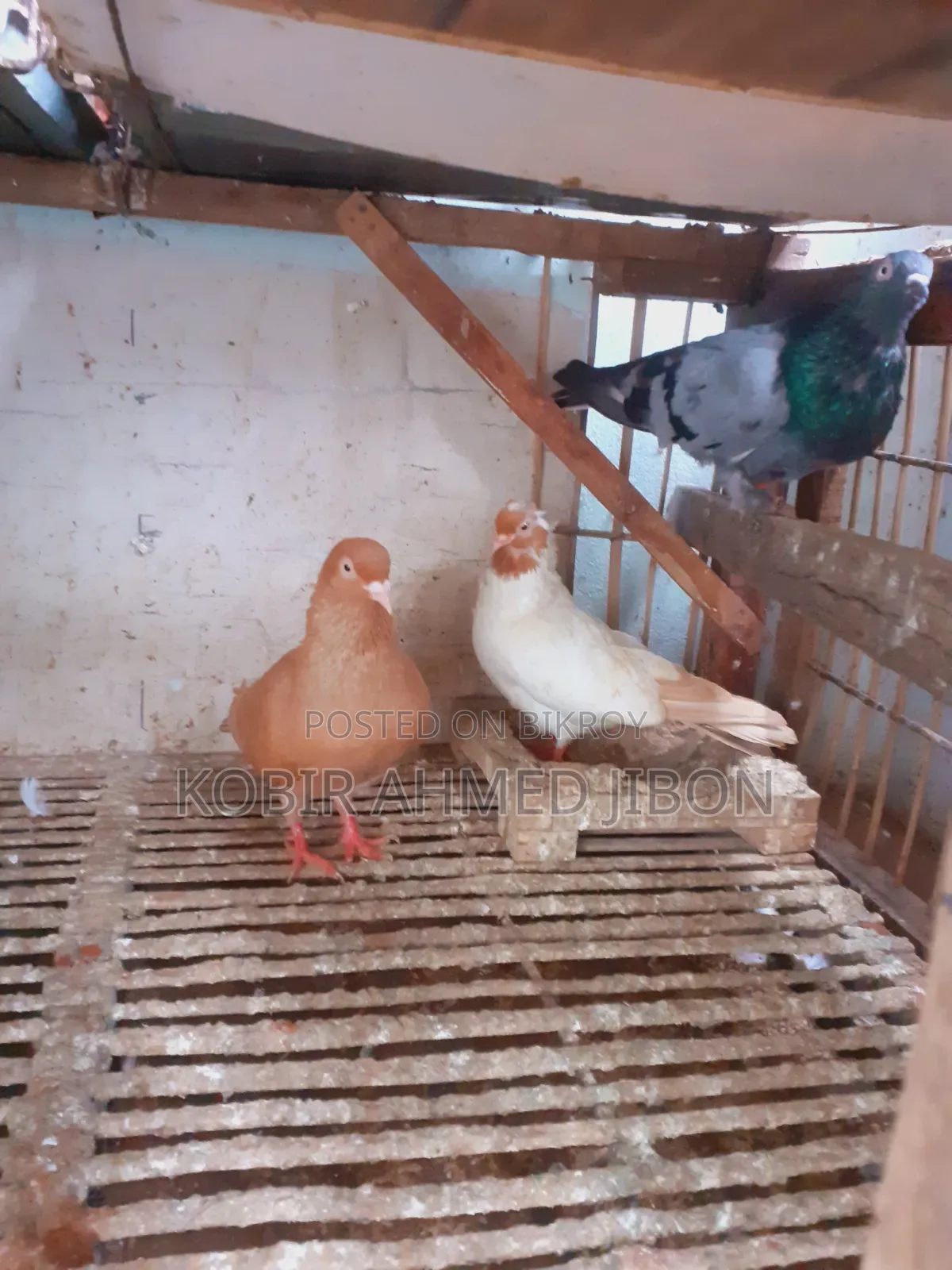 Pet bird for sale