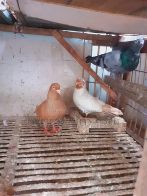 Pet bird for sale