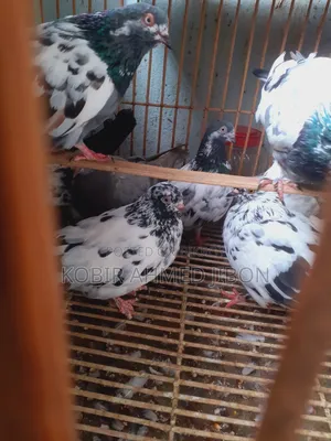 Pet bird for sale