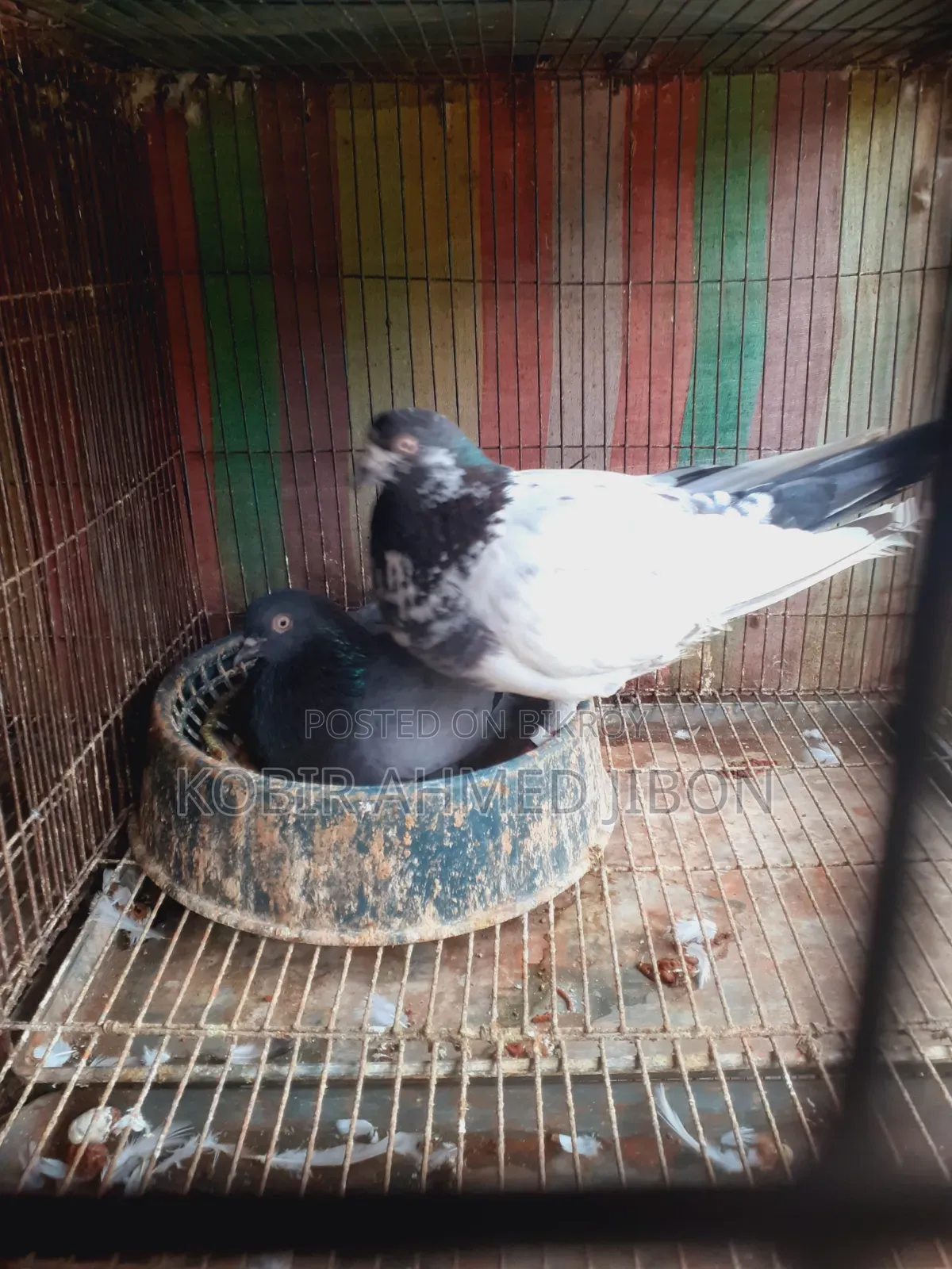 Pet bird for sale