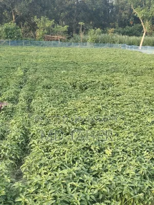 মরিচের চারা বিক্রি হবে