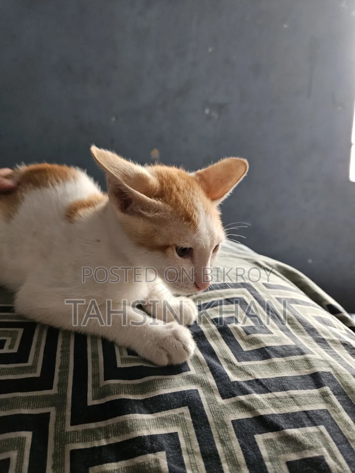 ৩-৬ মাসের মিক্সড ব্রিড পার্সিয়ান বিড়াল (মাদি)