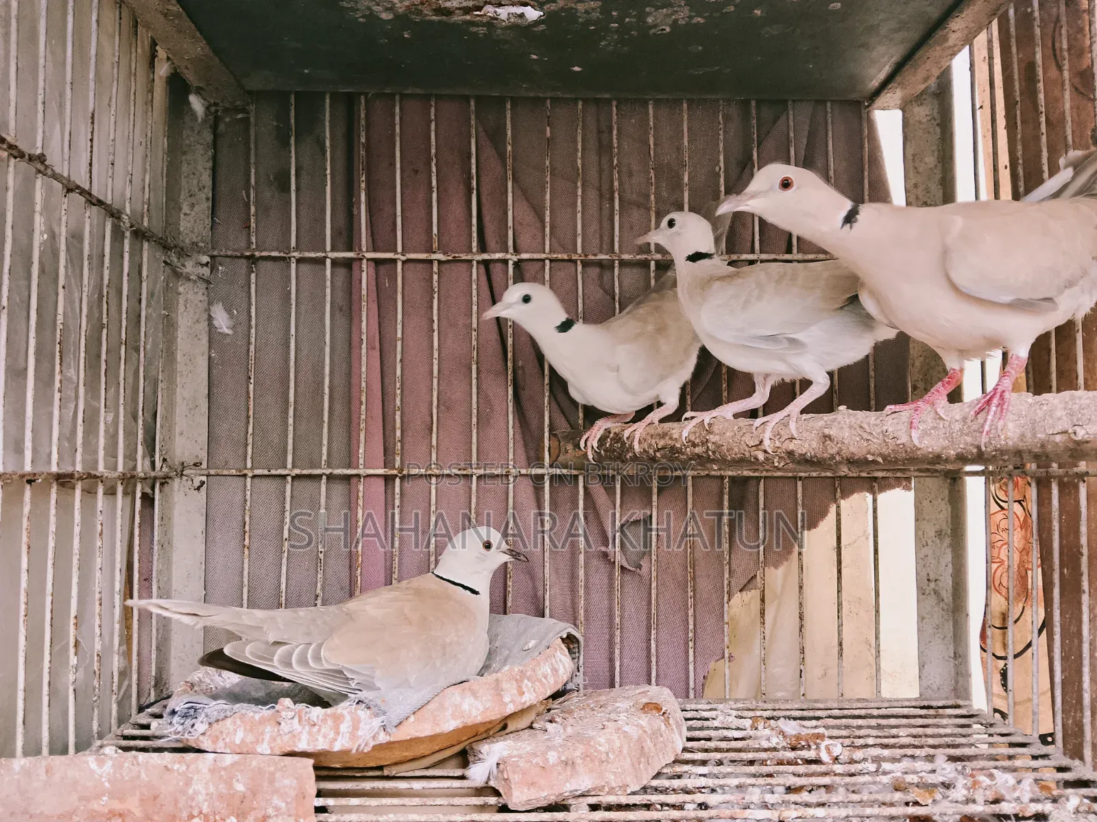 Mother Dove Birds for Sale