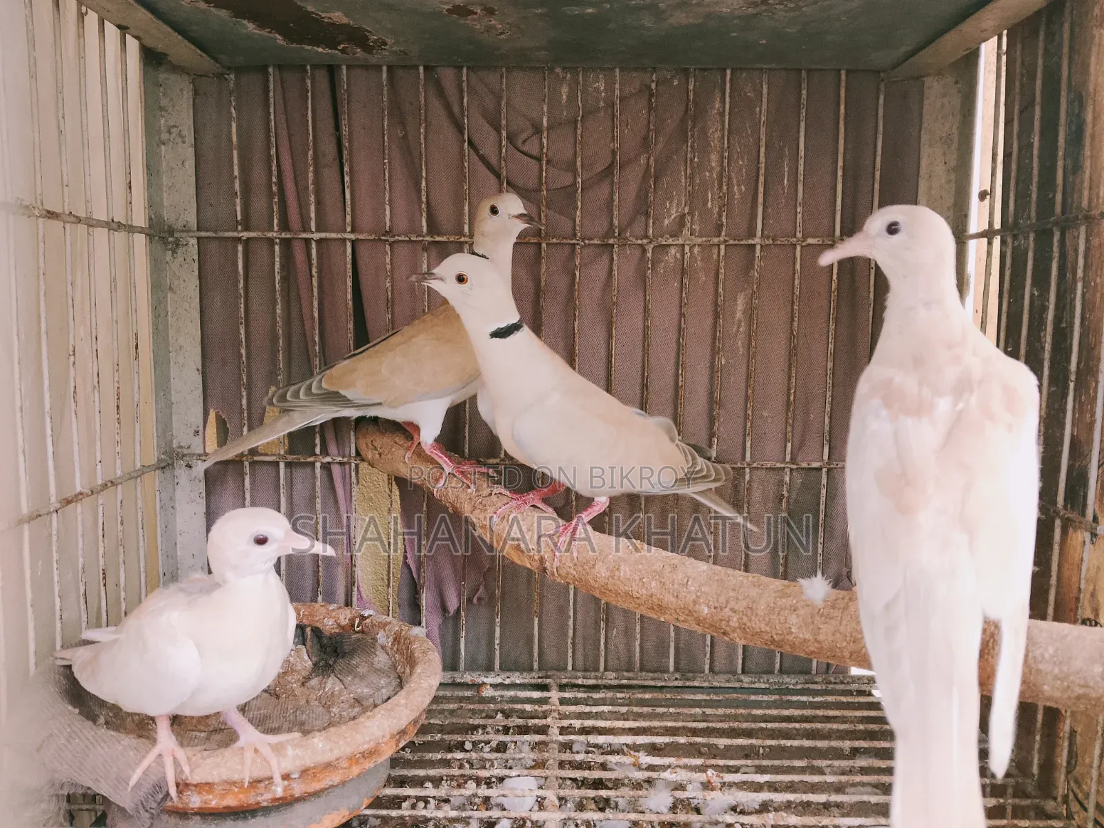 Mother Dove Birds for Sale