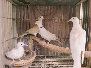Mother Dove Birds for Sale