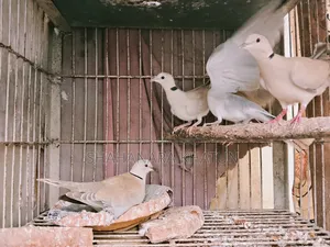 Mother Dove Birds for Sale
