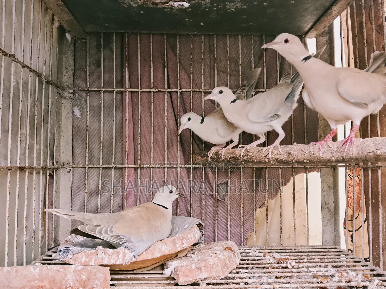 Mother Dove Birds for Sale
