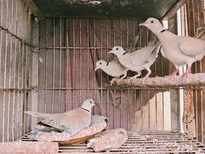 Mother Dove Birds for Sale