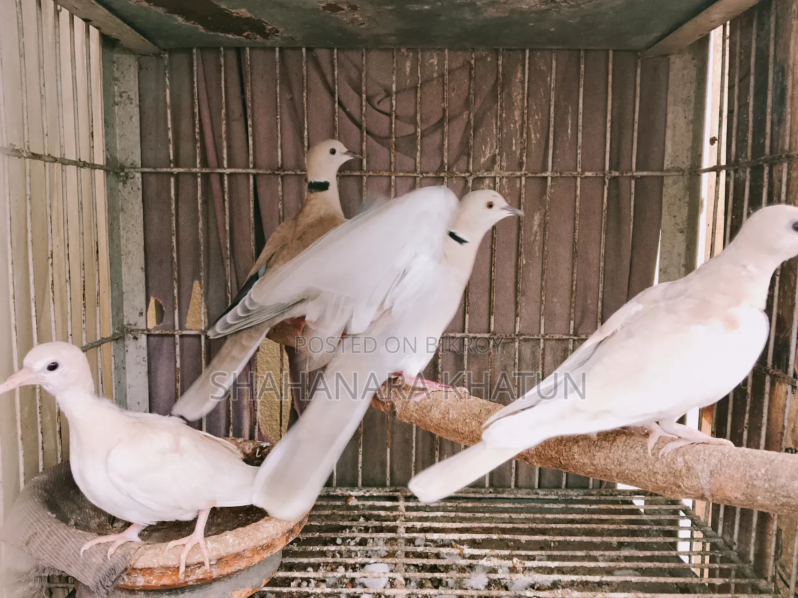 Mother Dove Birds for Sale