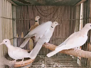 Mother Dove Birds for Sale