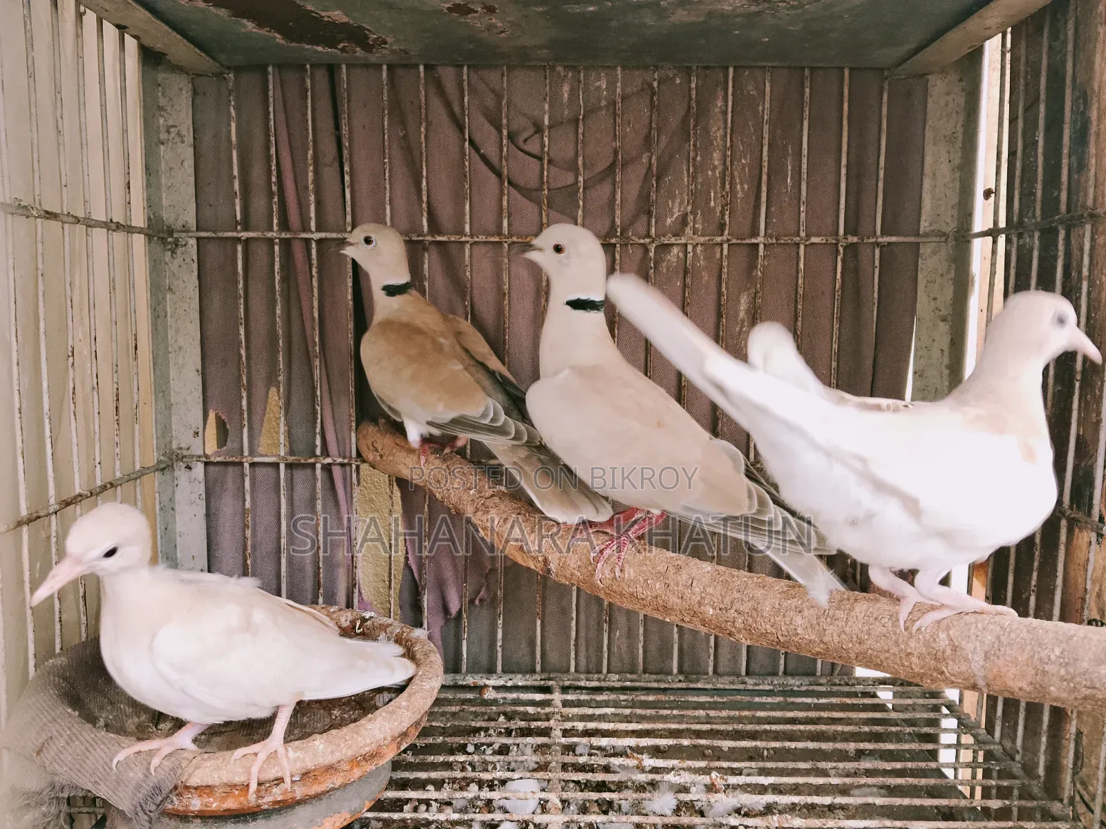 Mother Dove Birds for Sale