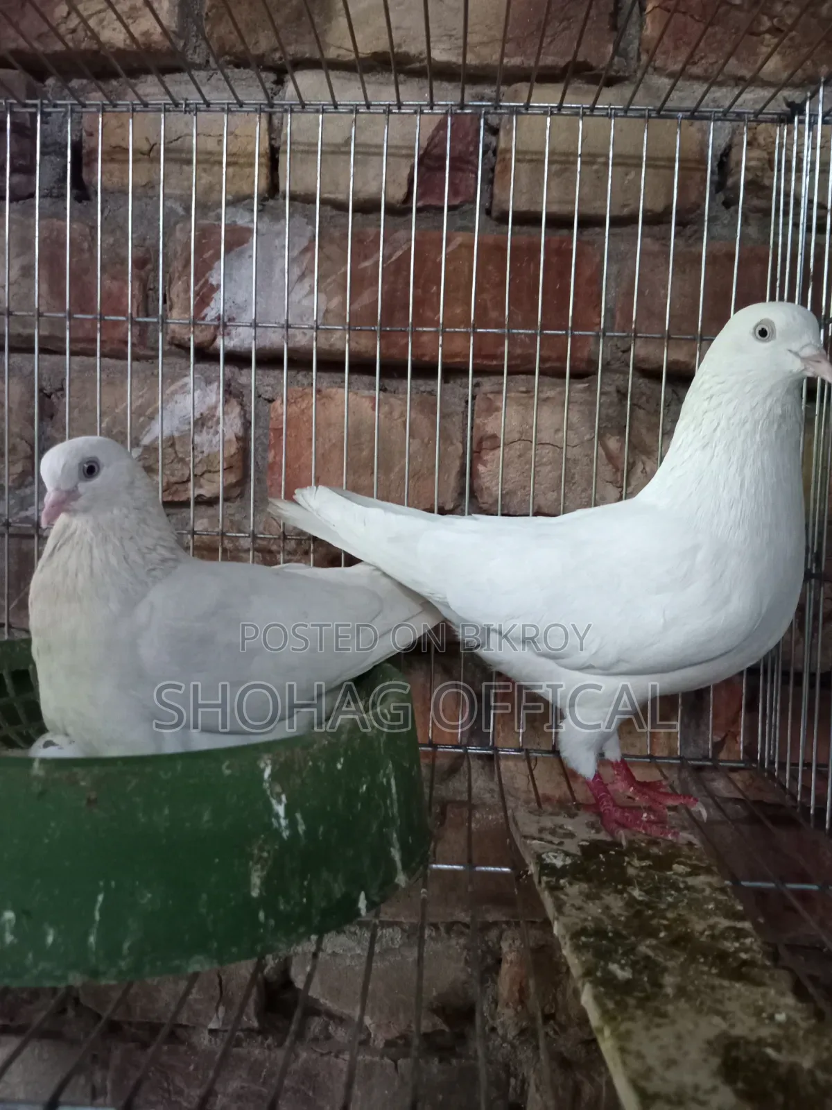 Giribaz Pigeon