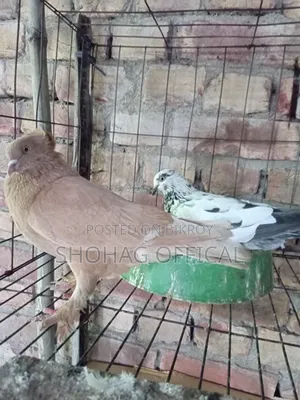 Giribaz Pigeon