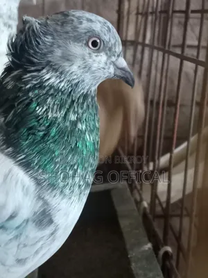 Giribaz Pigeon
