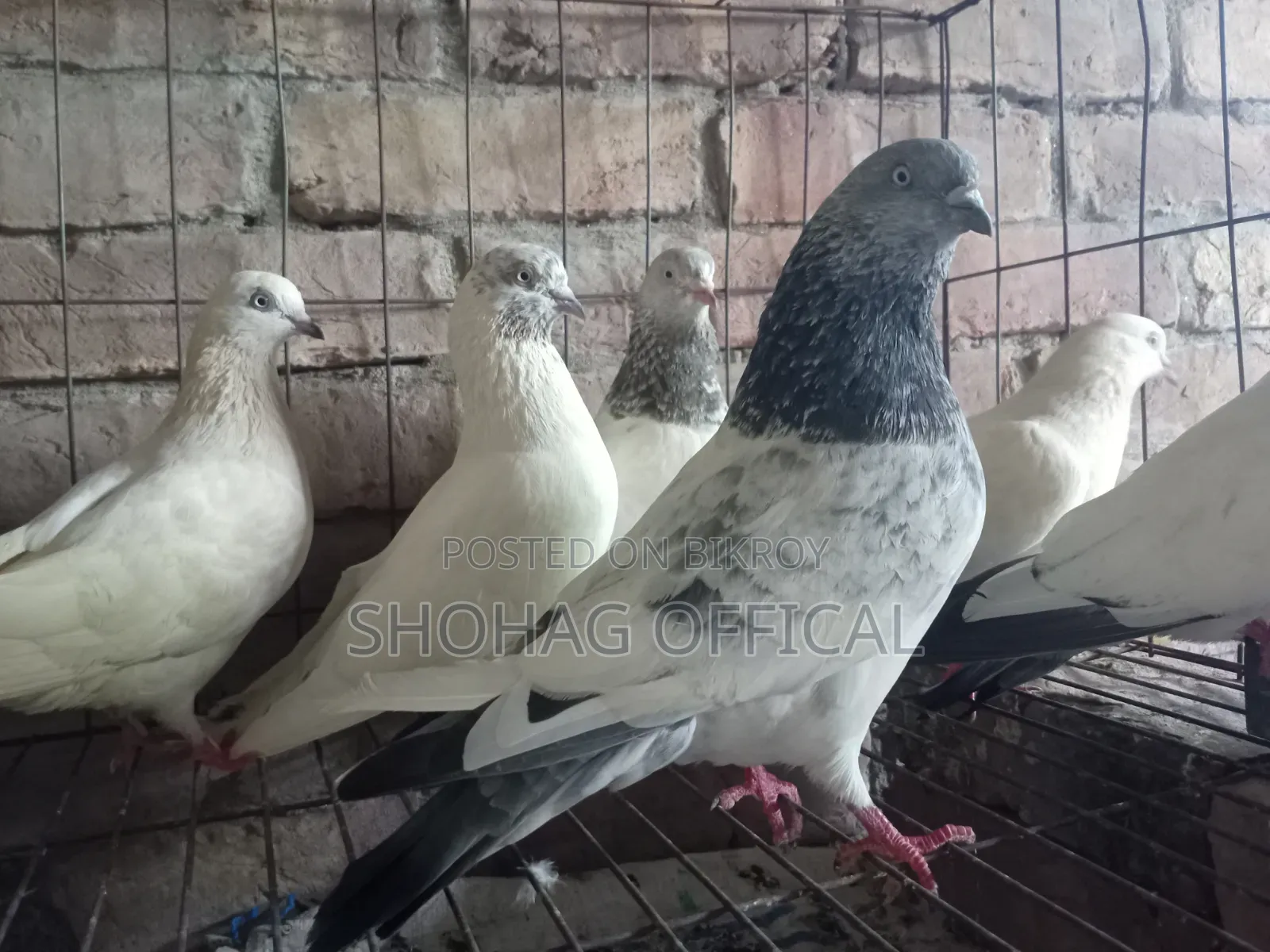 Giribaz Pigeon