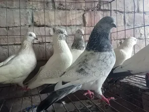 Giribaz Pigeon