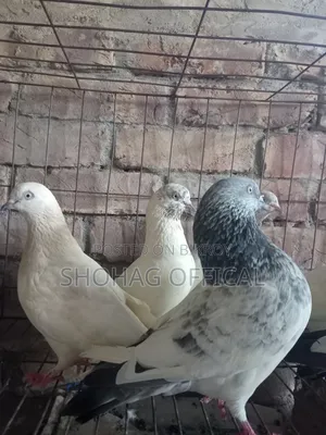 Giribaz Pigeon