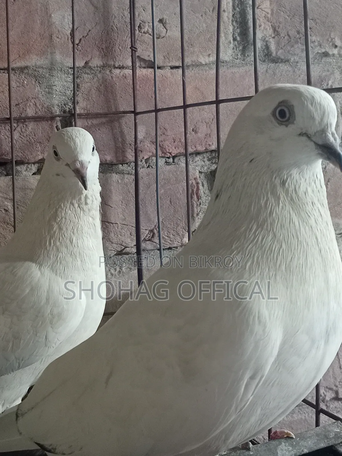 Giribaz Pigeon