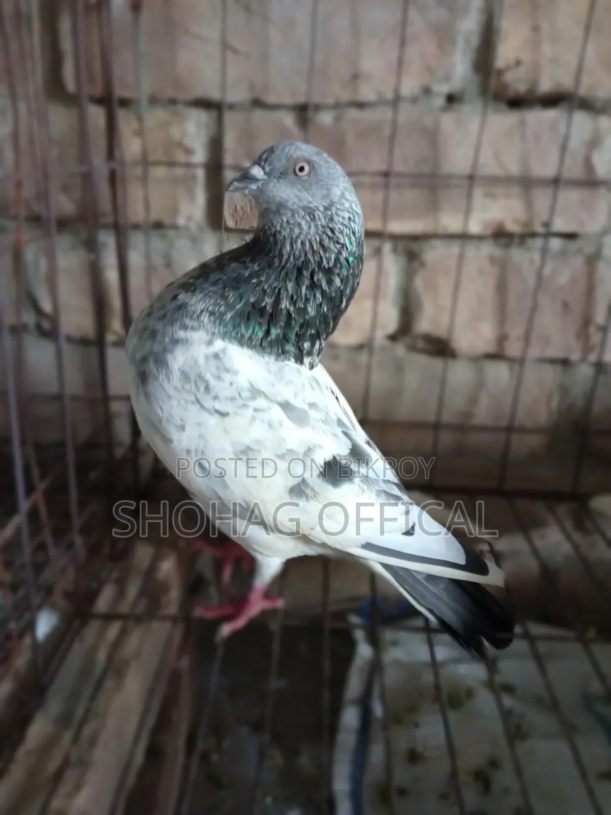 Giribaz Pigeon