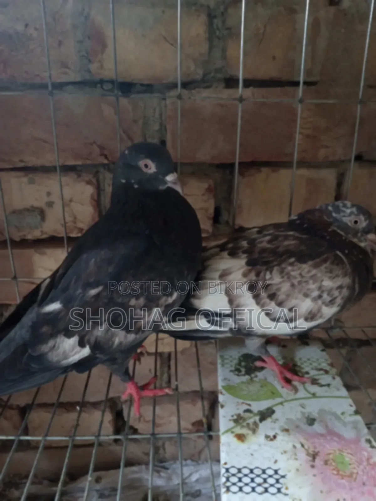 Giribaz Pigeon