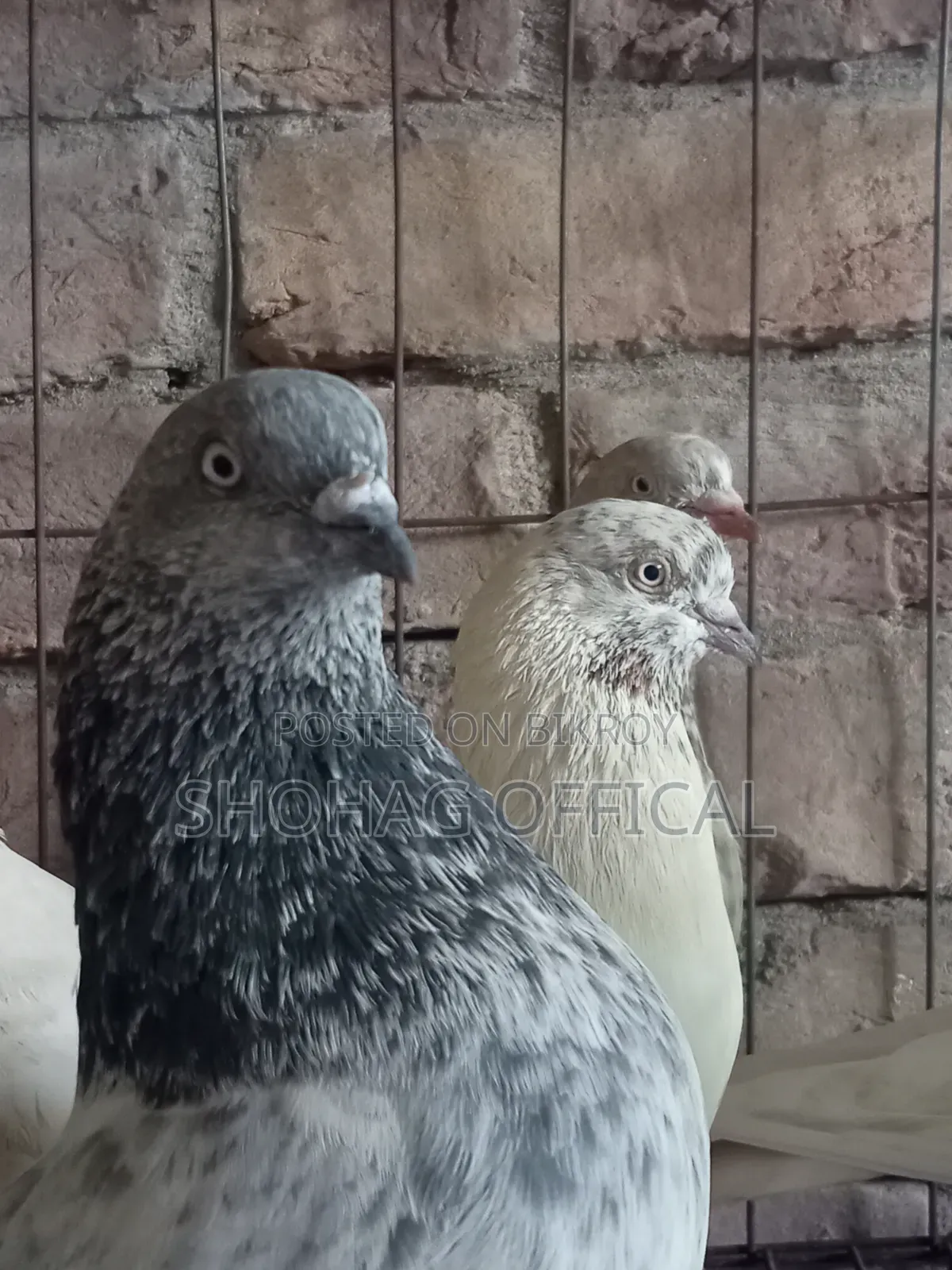 Giribaz Pigeon