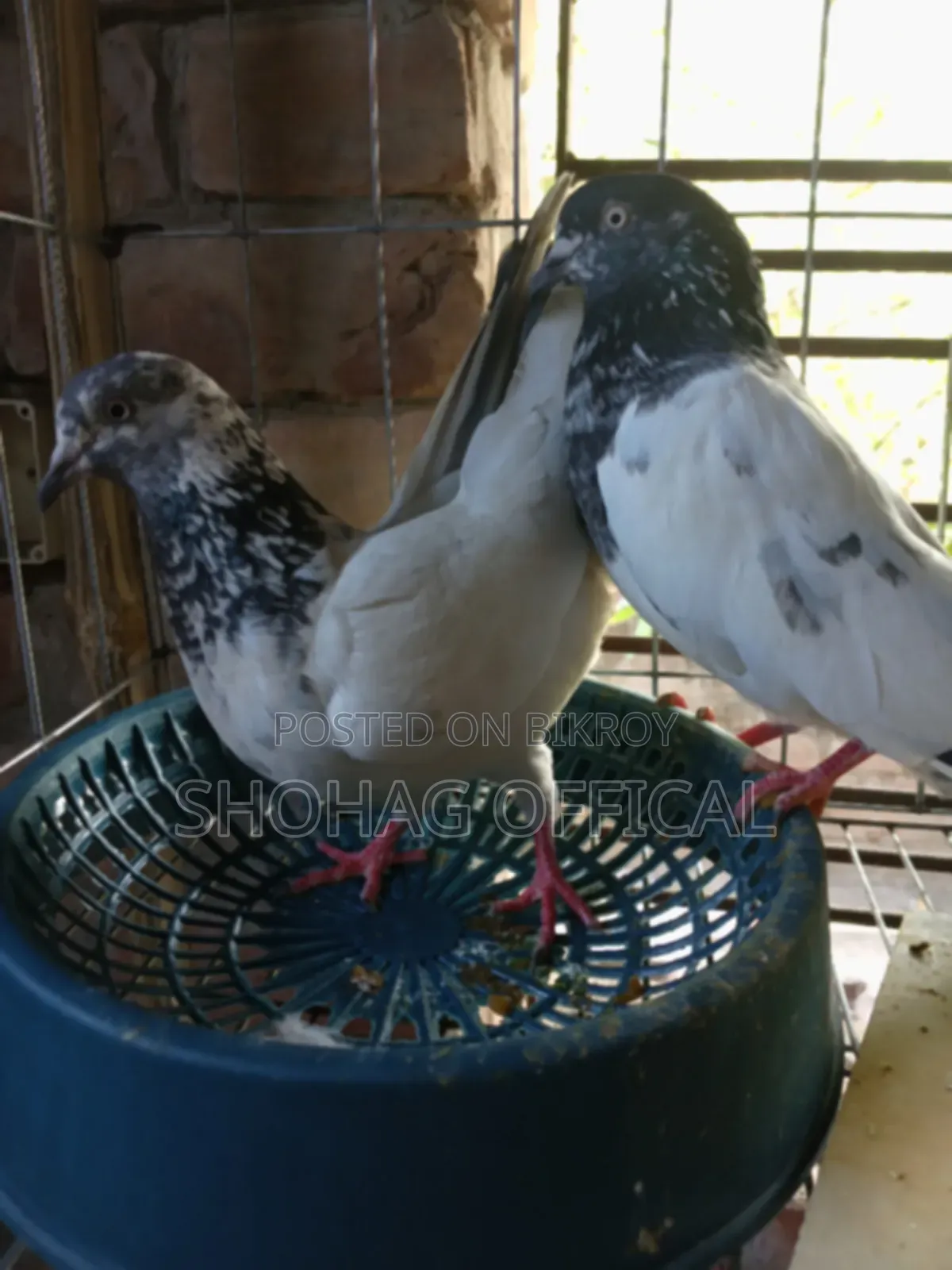 Giribaz Pigeon