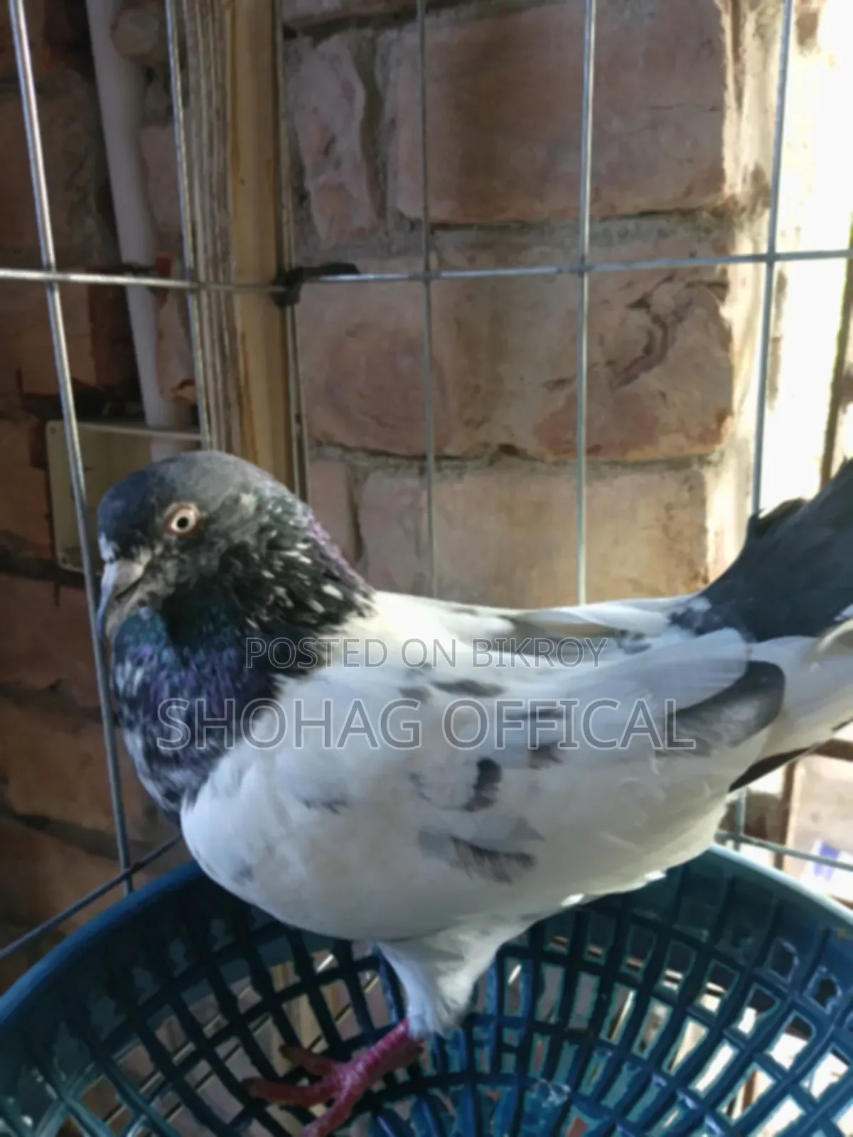 Giribaz Pigeon