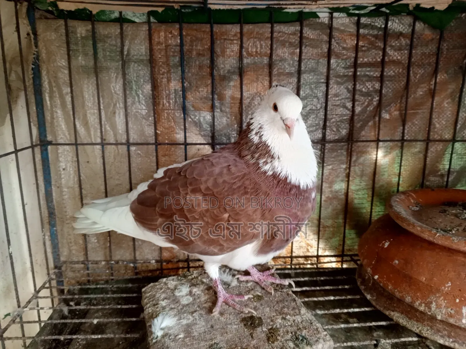 রাজ গোল্লা রানিং নর