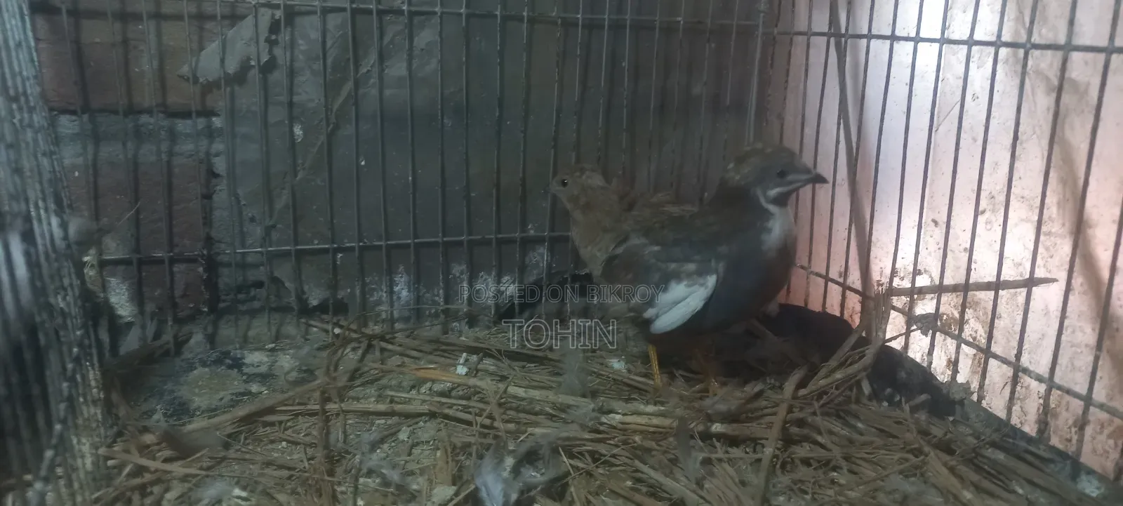 King Quail