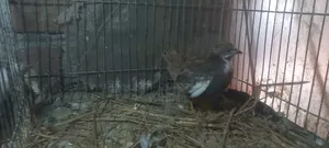 King Quail