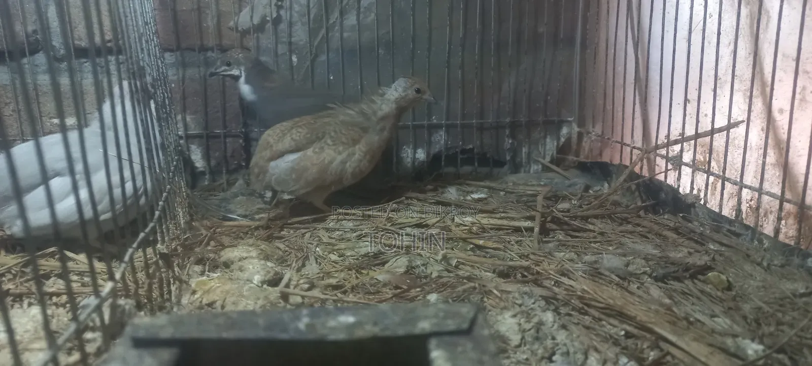 King Quail