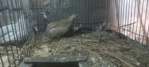 King Quail