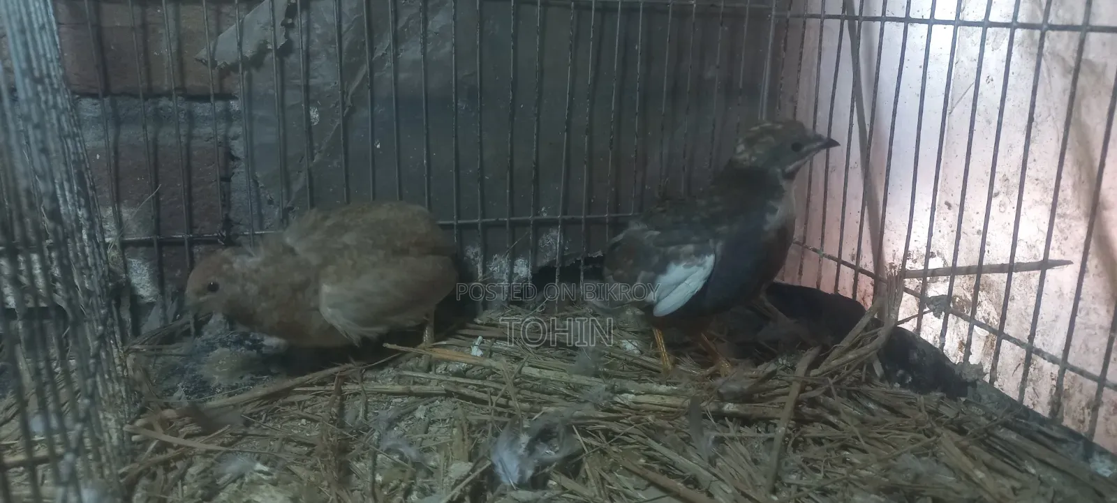 King Quail
