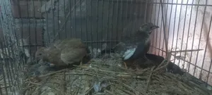 King Quail