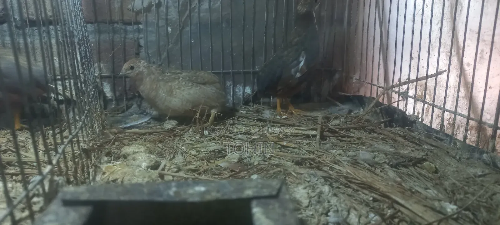 King Quail