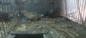 King Quail
