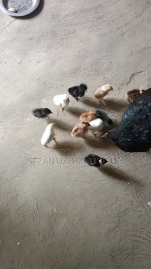 Chicken Chicks