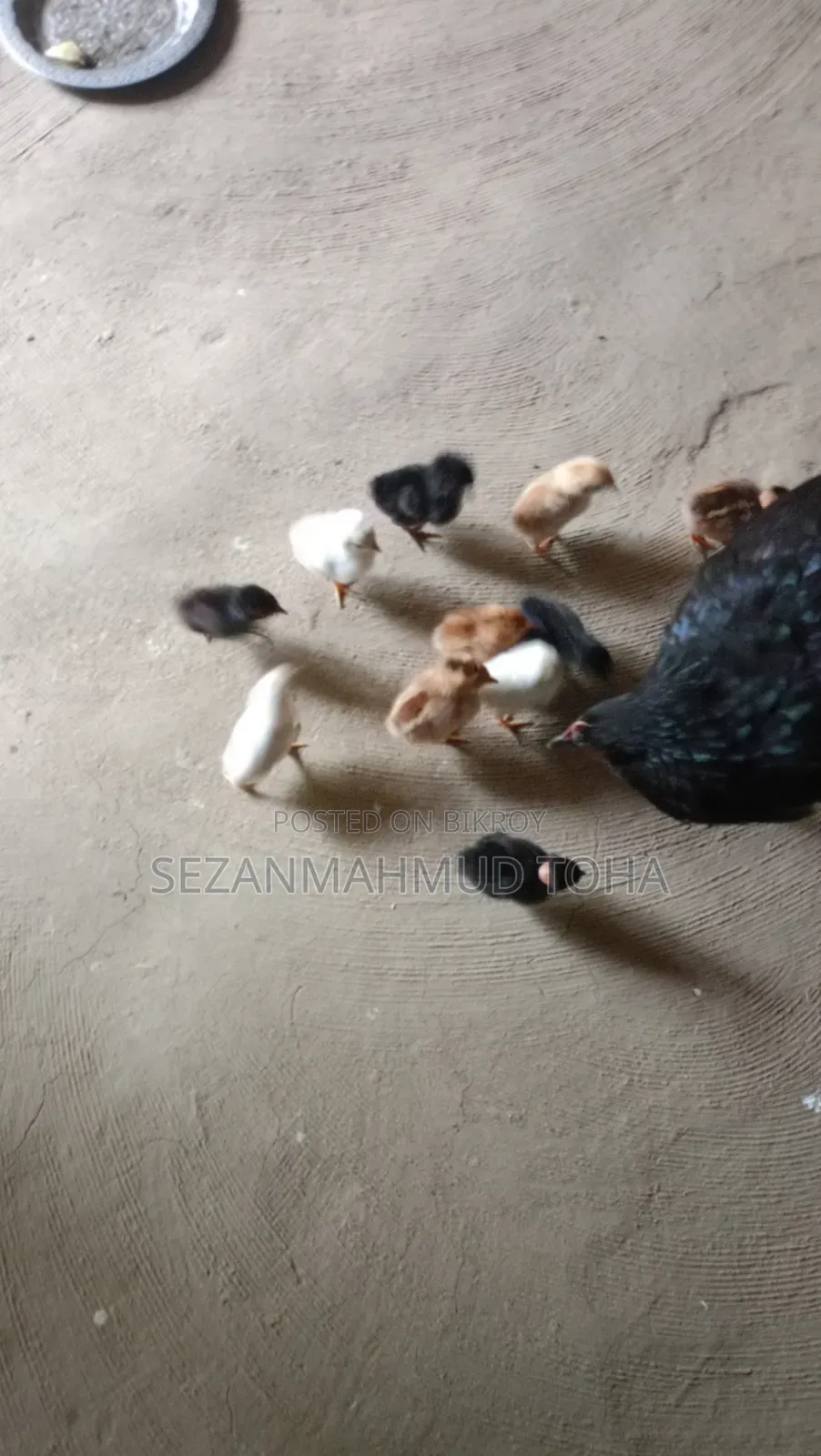 Chicken Chicks