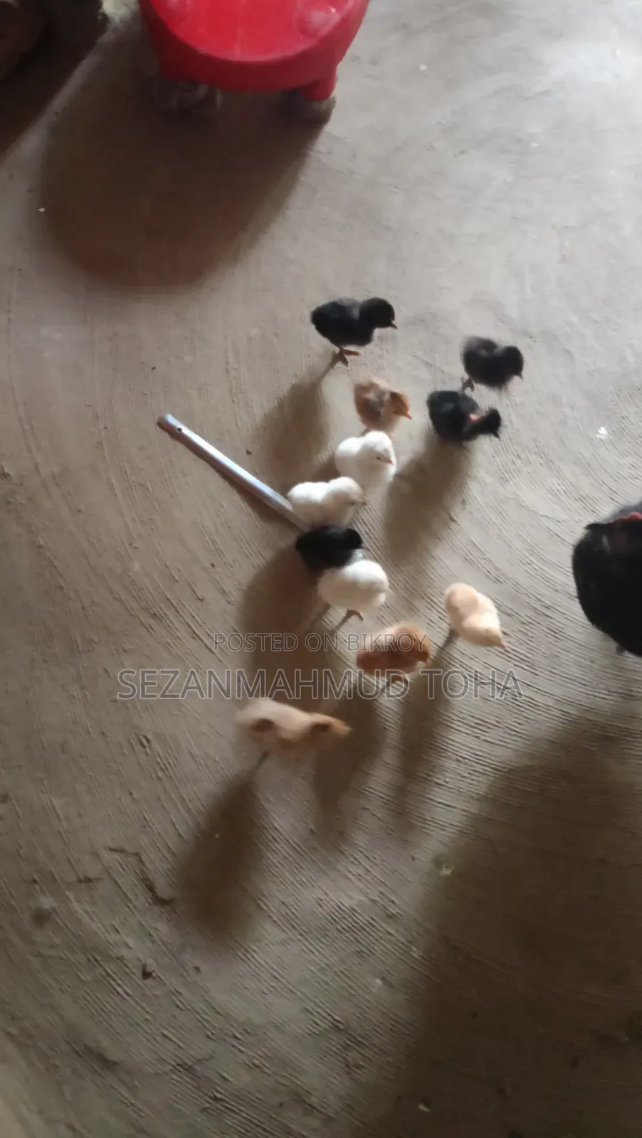Chicken Chicks