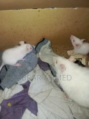 Albino White Rat