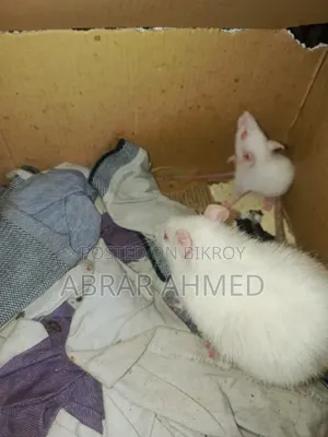 Albino White Rat