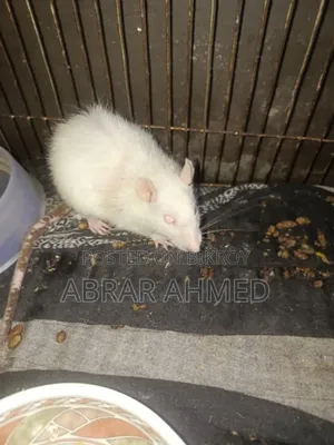 Albino White Rat