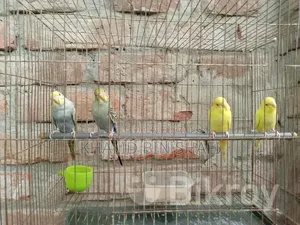 Birds for Sell
