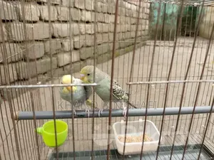 Birds for Sell