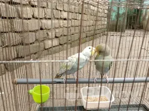 Birds for Sell