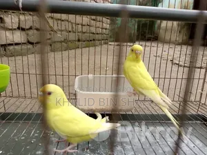 Birds for Sell