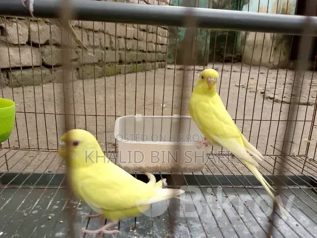 Birds for Sell